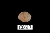 藏品(球麥螺)的圖片